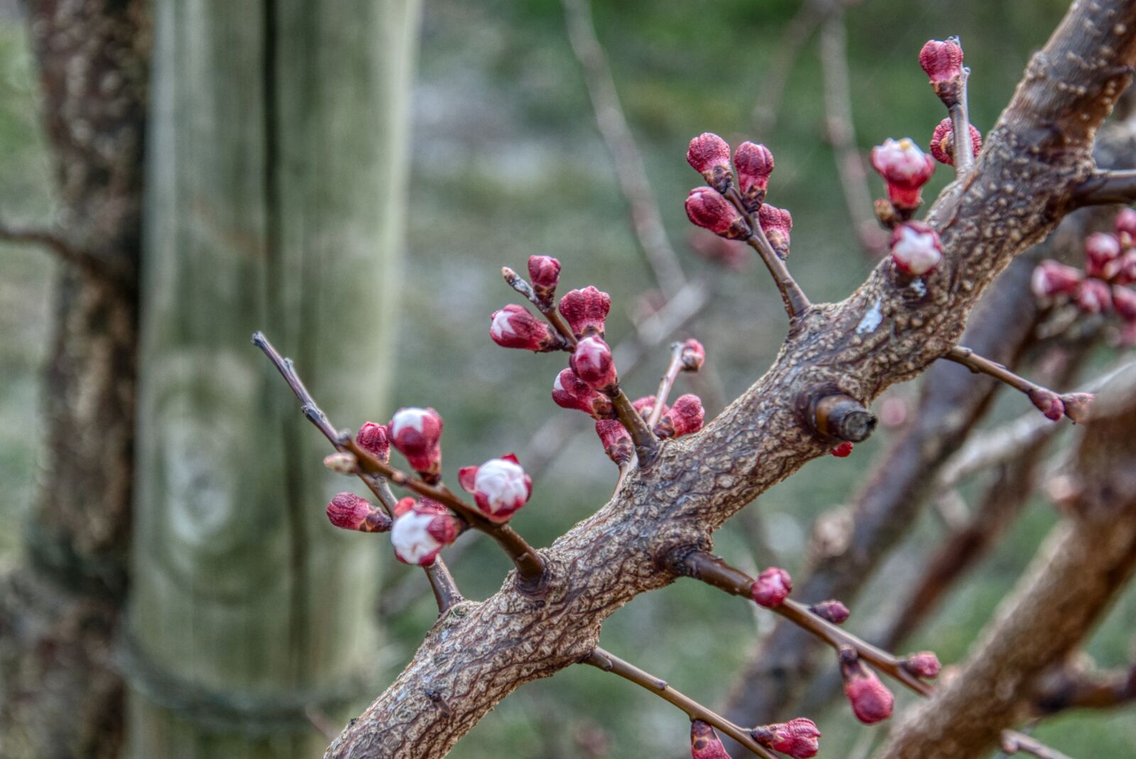 Nikon D5000 sample photo. Cherry blossom, cherry tree photography