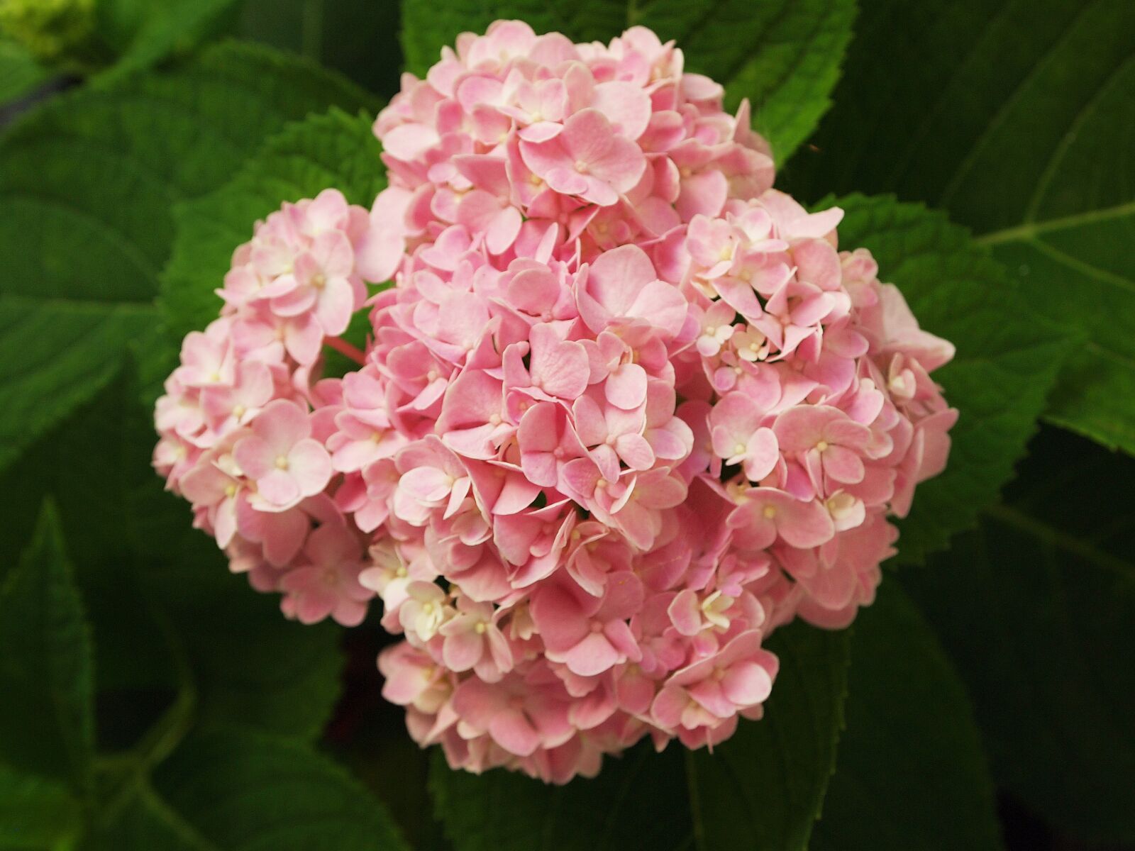 Olympus PEN E-PL1 sample photo. Flowers, hydrangeas, tree photography