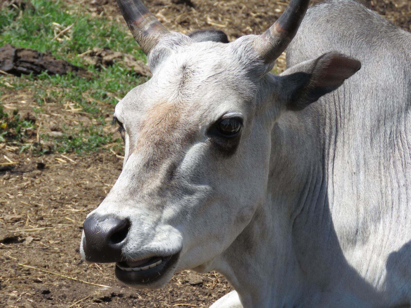 Canon PowerShot SX60 HS sample photo. Cow, bull, horns photography