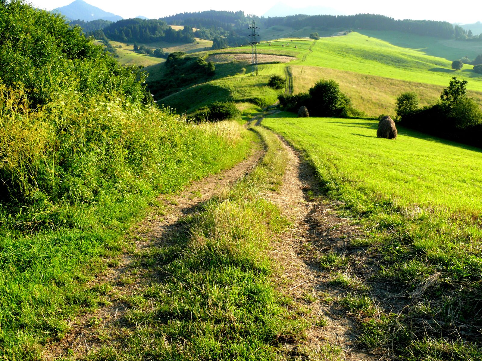 Panasonic DMC-FZ50 sample photo. Path, field trip, field photography