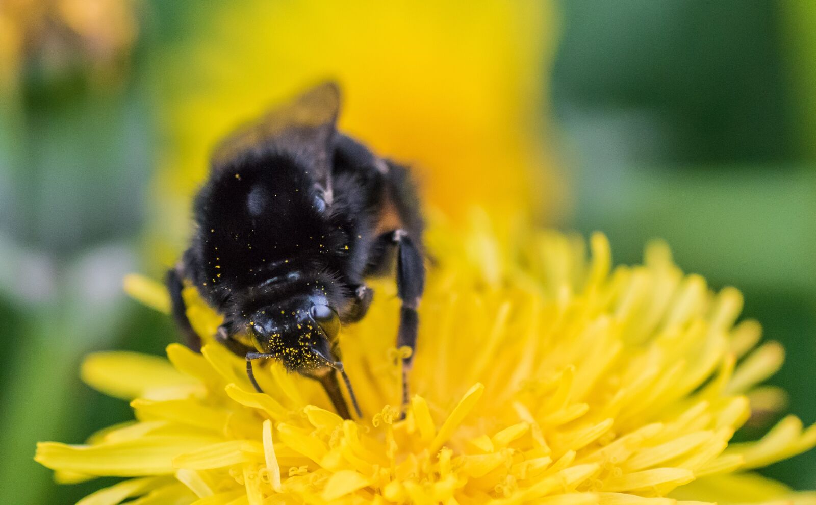 Sony ILCA-77M2 sample photo. Dandelion, insect, macro, nature photography