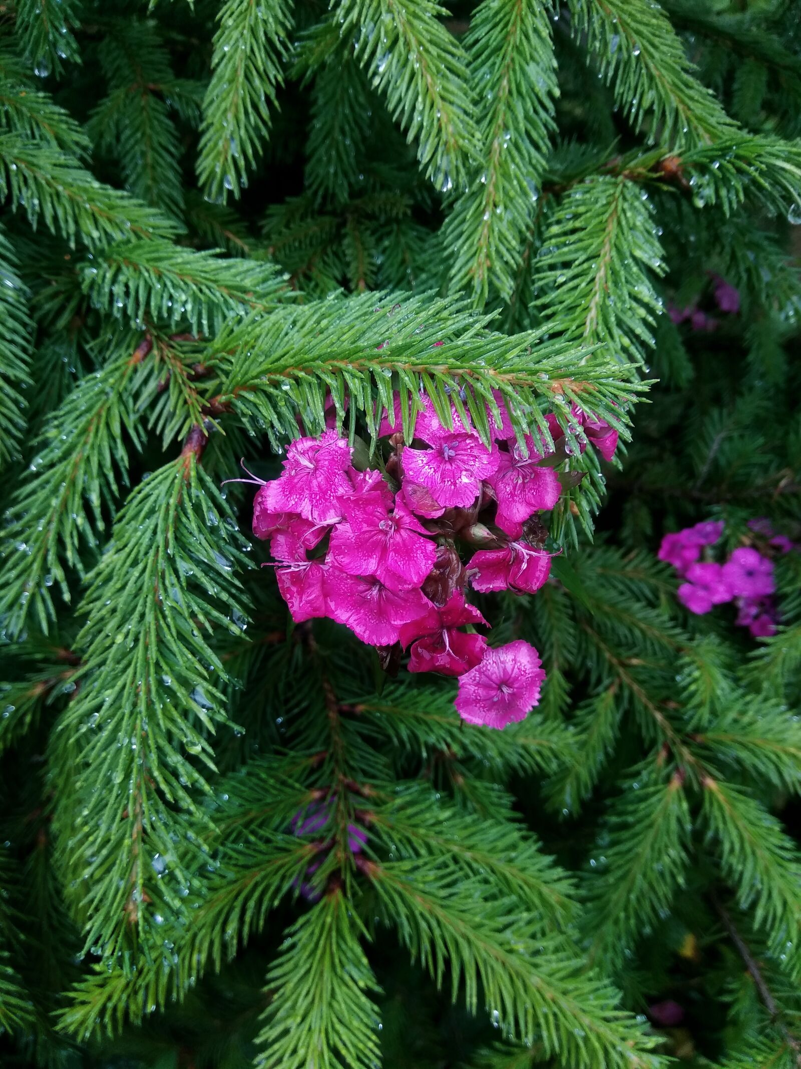 Xiaomi Redmi Note 4 sample photo. Spruce, flower, garden photography