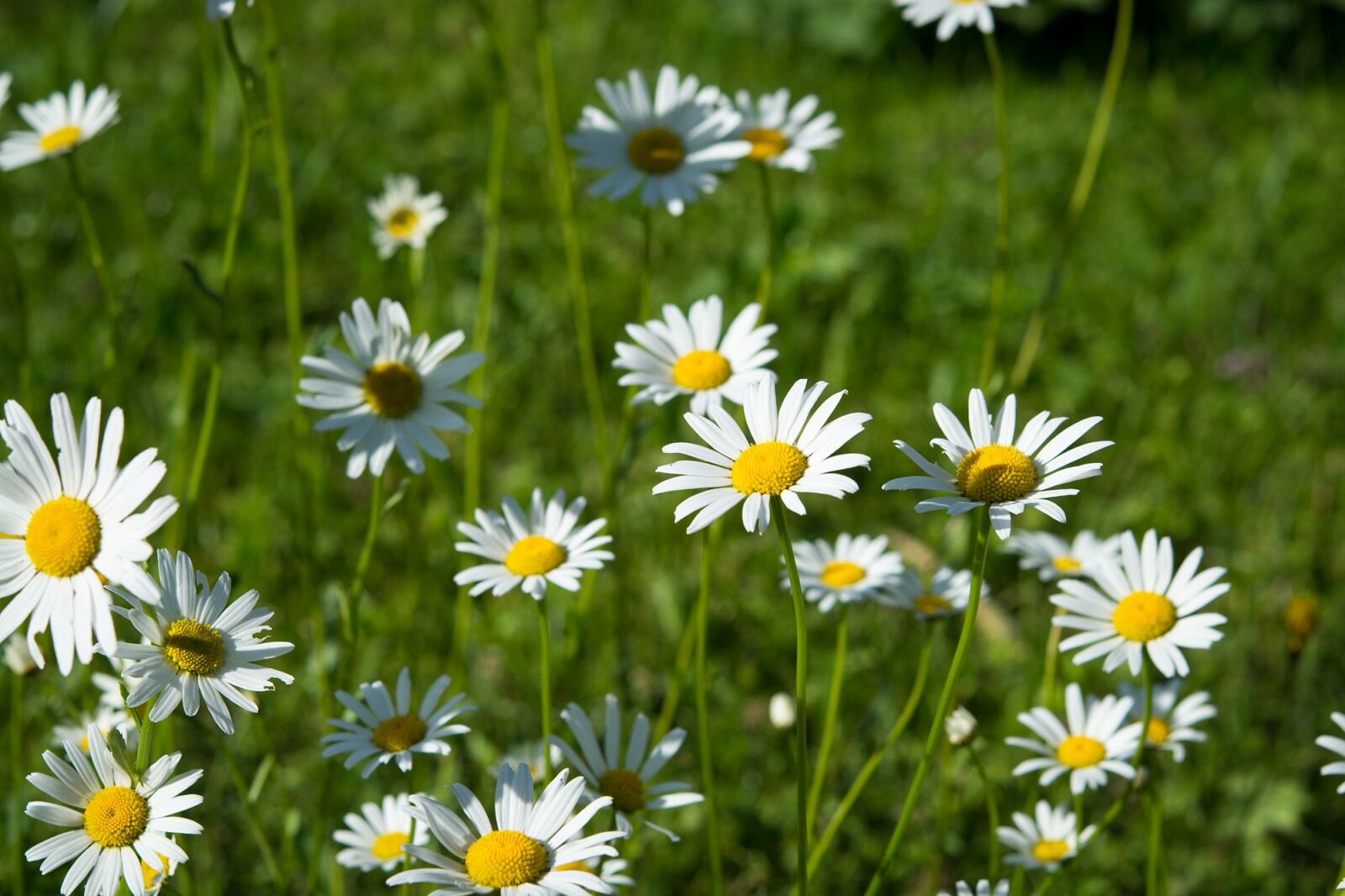 Nikon D7100 sample photo. Daisies, pointed-marguerites, wildflowers photography