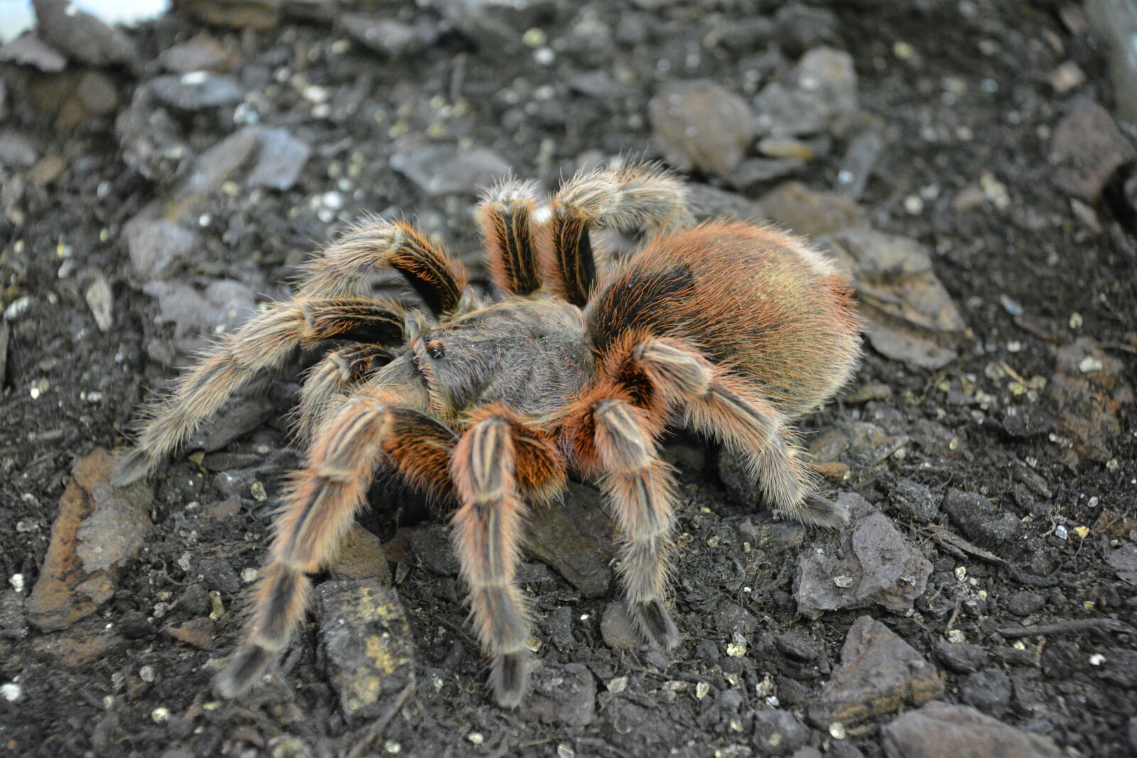 Nikon D5200 sample photo. Spider, tarantula, hairy photography