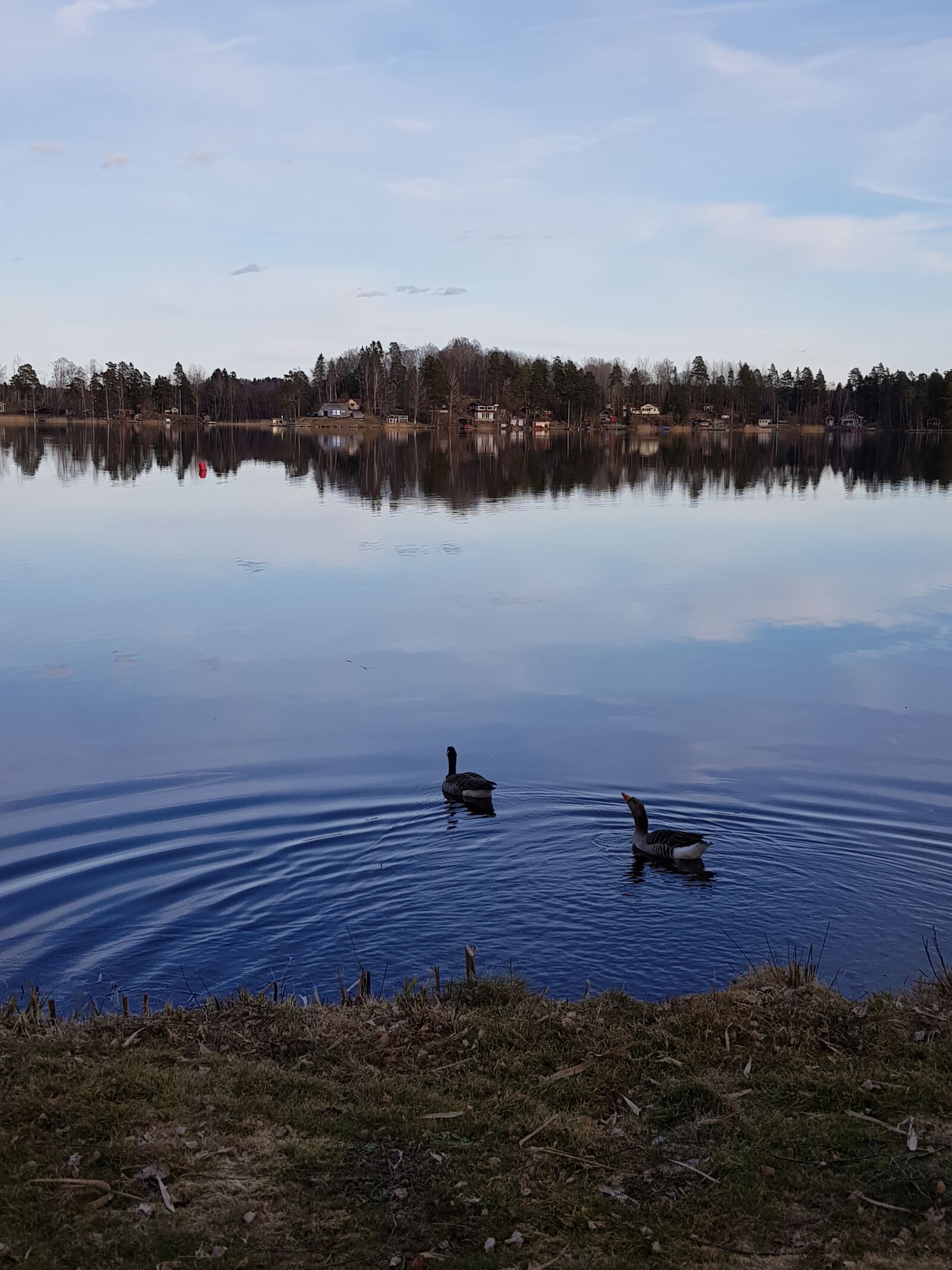 Samsung Galaxy S8 sample photo. Lake, animals, water photography