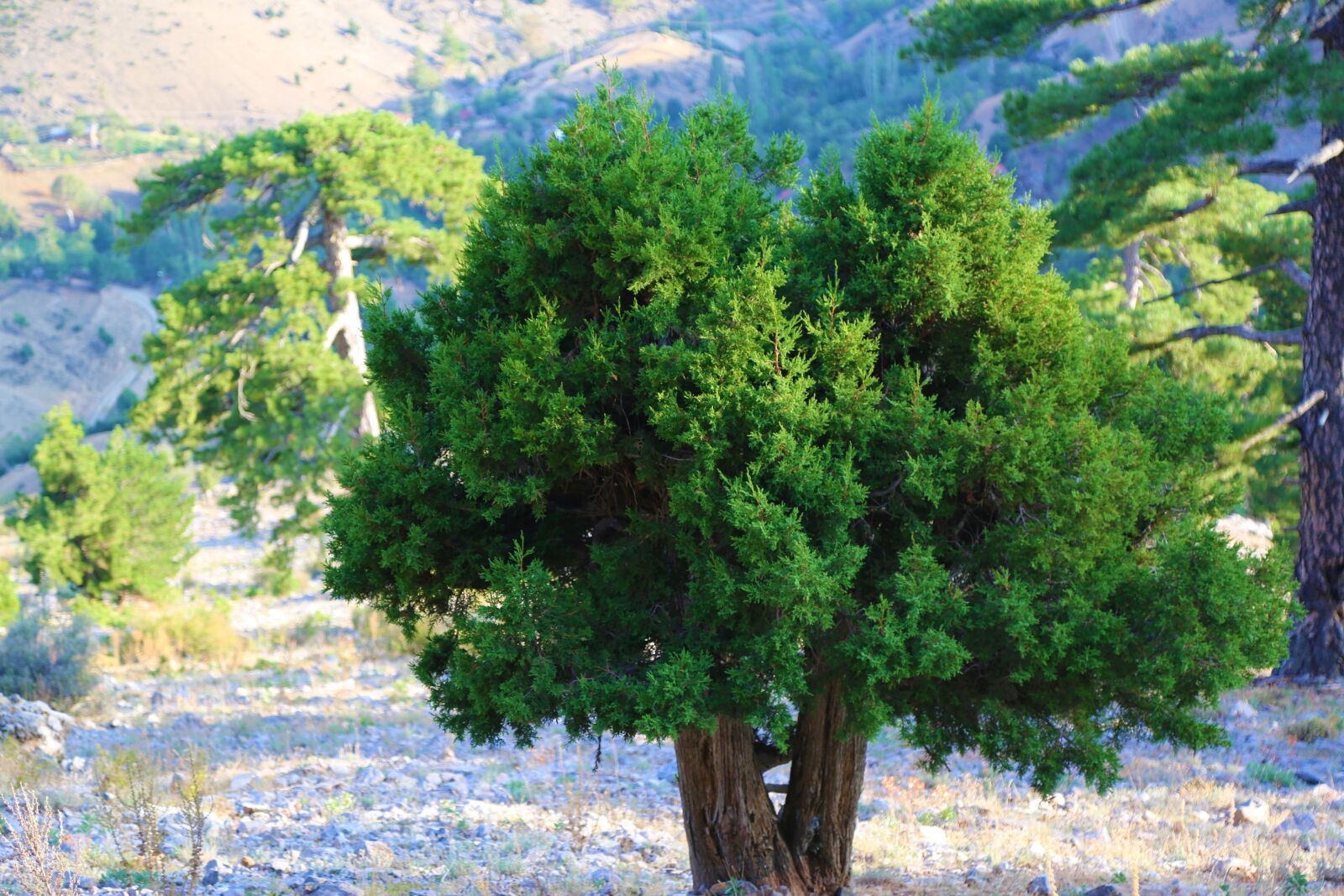 Canon EF 24-105mm F4L IS USM sample photo. Tree, mountain, forest photography