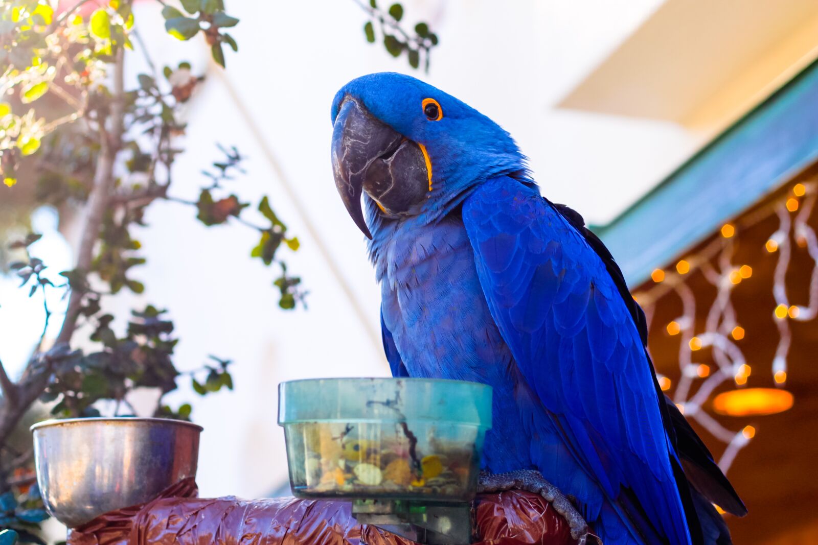 Canon EOS 1100D (EOS Rebel T3 / EOS Kiss X50) + Canon EF 50mm F1.8 II sample photo. Parrot, animal, bird photography