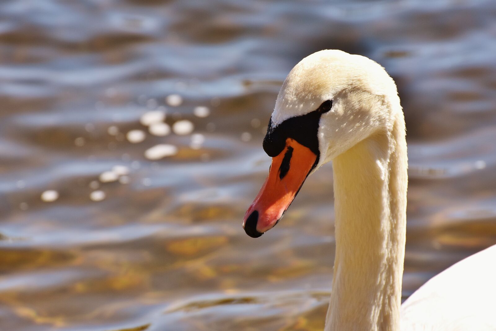 Nikon D7200 sample photo. Swan, water bird, animal photography