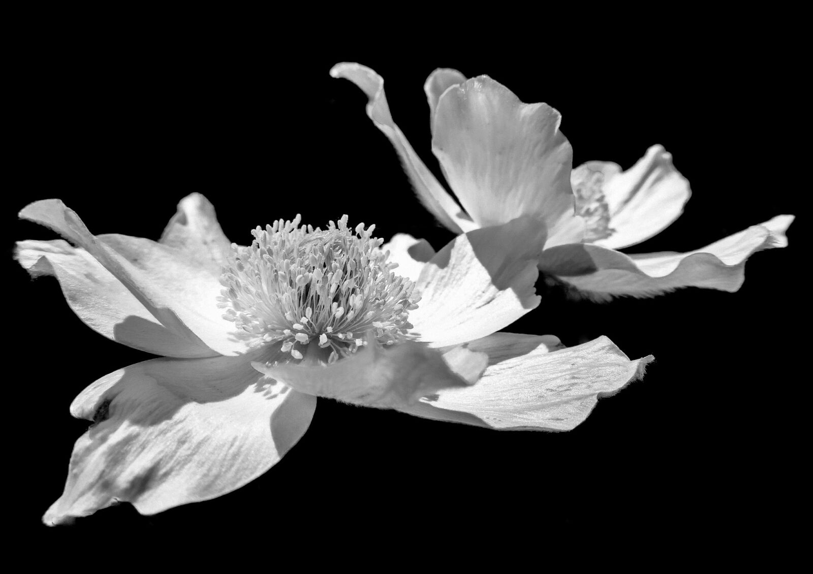 Nikon Coolpix P520 sample photo. Flower, flowers, plant photography