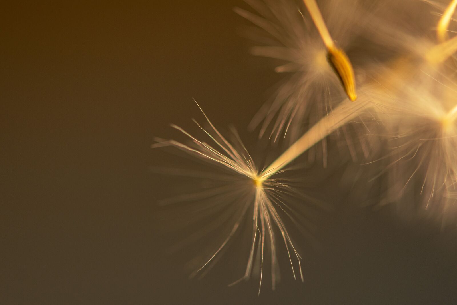 Nikon D5300 sample photo. Nature, dandelion, macro photography