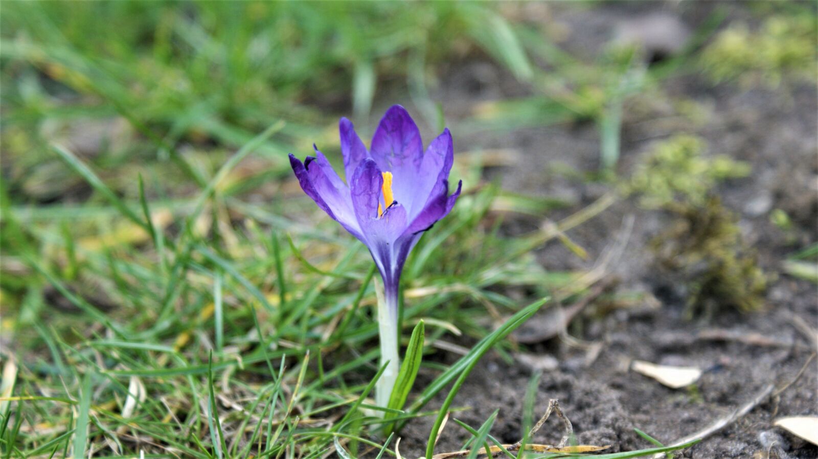 Sony Alpha DSLR-A350 sample photo. Crocus, only, bloom photography