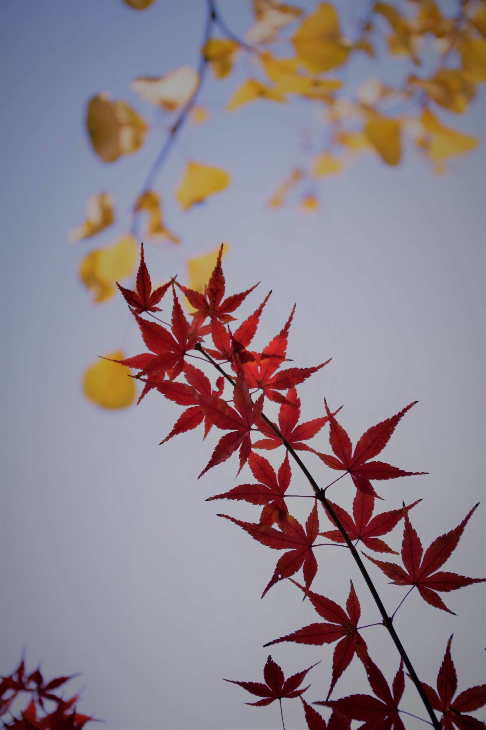 Nikon D7100 sample photo. Red maple, backlight, plant photography