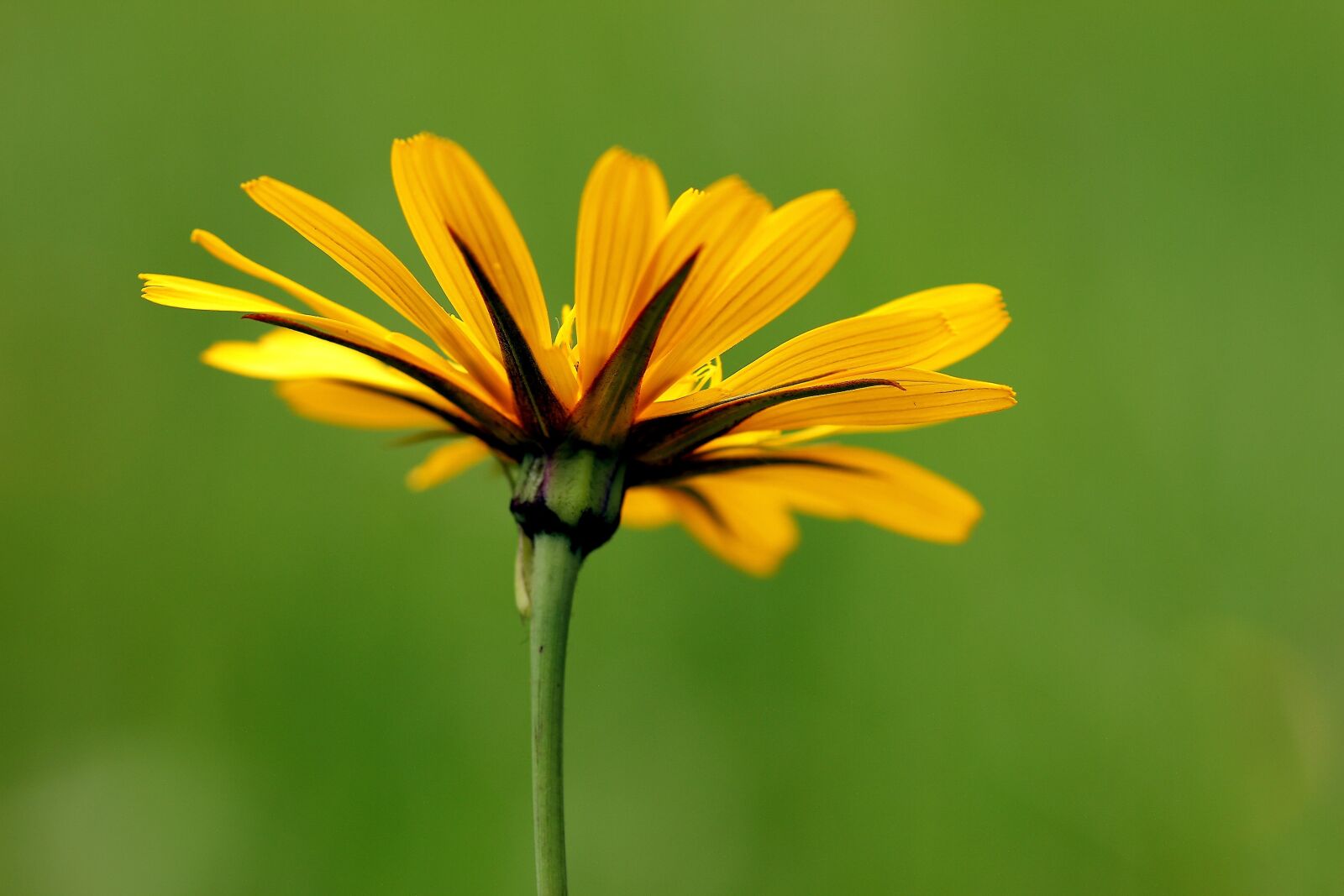 Canon EOS 7D sample photo. Marigold, flower, blossom photography
