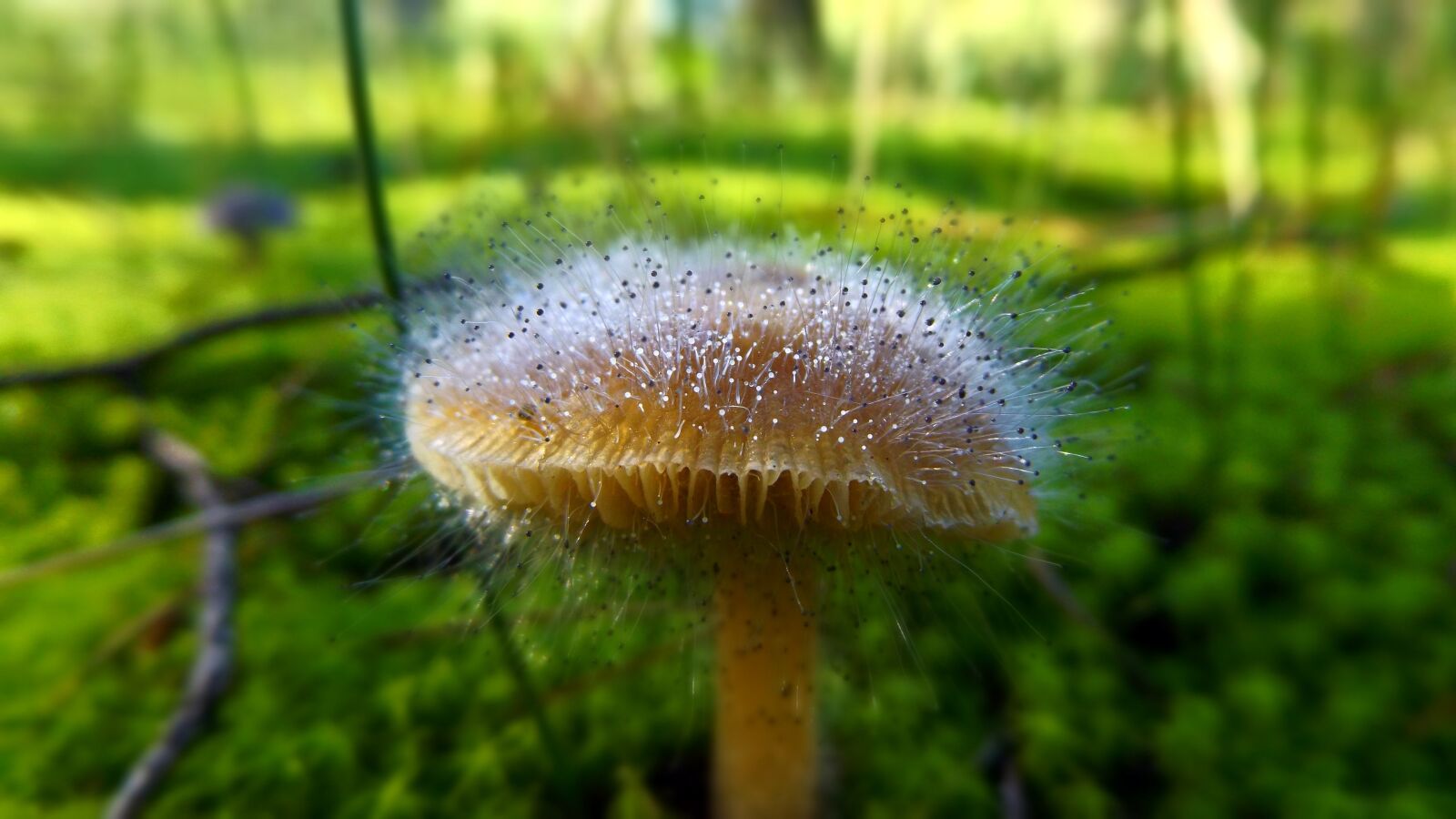 Fujifilm FinePix S8600 sample photo. Mushroom, nature, forest photography