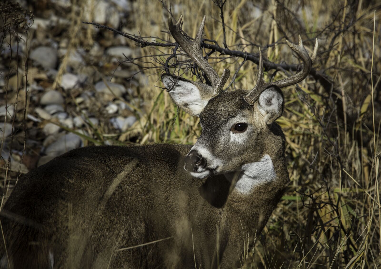 Canon EOS 5DS sample photo. Nature, wildlife, deer photography