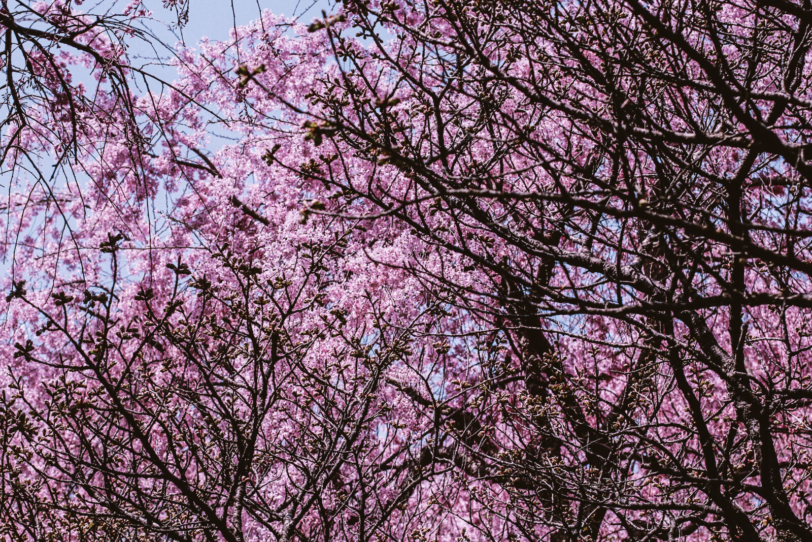 Canon EOS 600D (Rebel EOS T3i / EOS Kiss X5) + Canon EF 50mm F1.4 USM sample photo. Beautiful, flowers, cherry, blossom photography