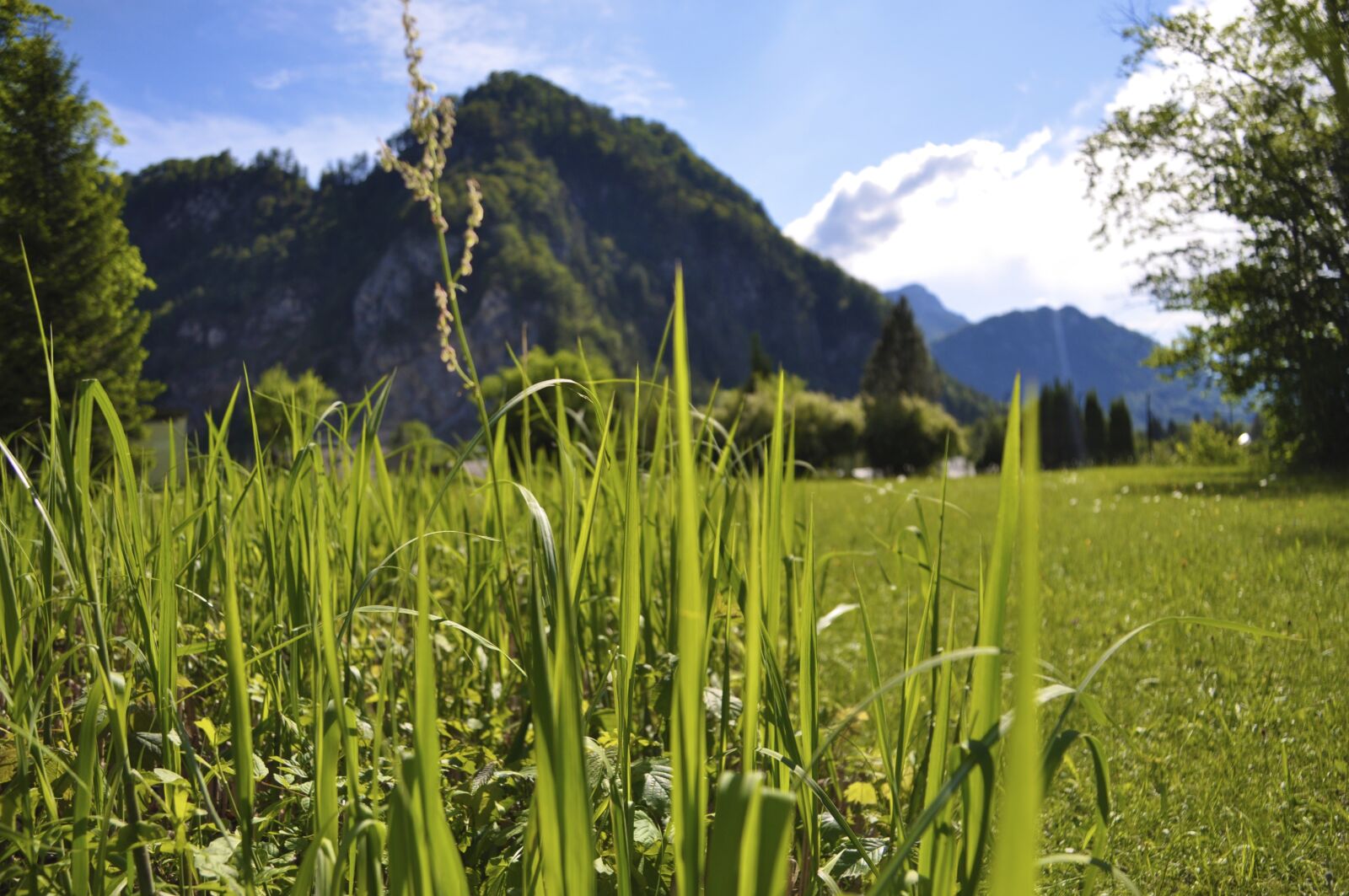 Nikon D5000 sample photo. Nature, grass, panorama photography