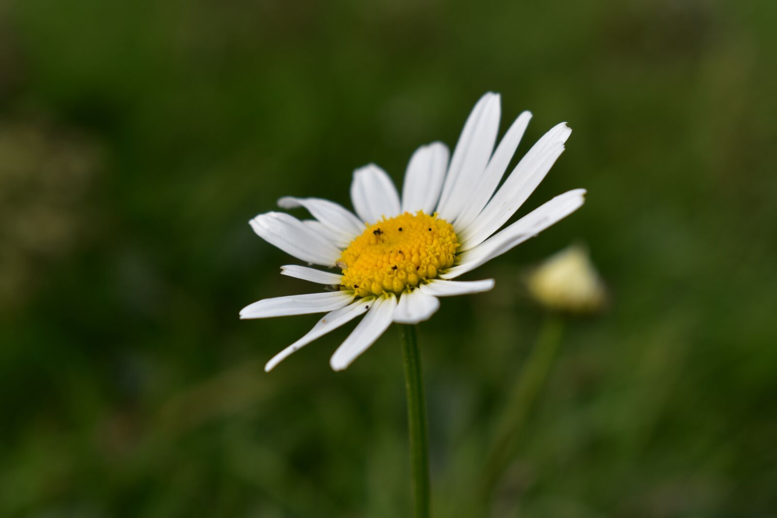 Nikon D3400 sample photo. Flowers, spring, nature photography