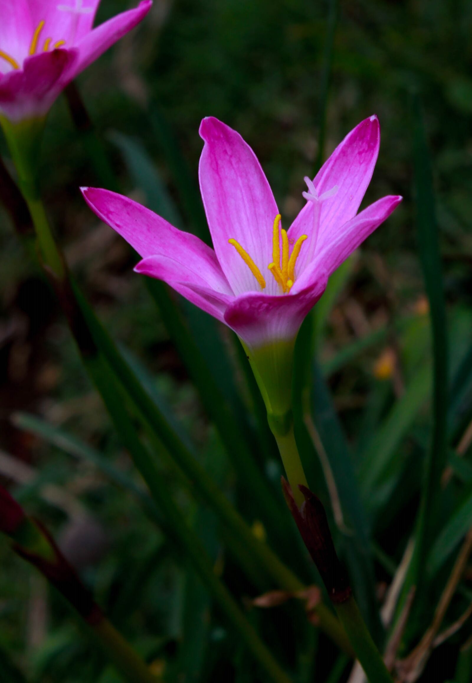 Canon EOS 1300D (EOS Rebel T6 / EOS Kiss X80) sample photo. Beautiful, flowers, flower, wallpaper photography