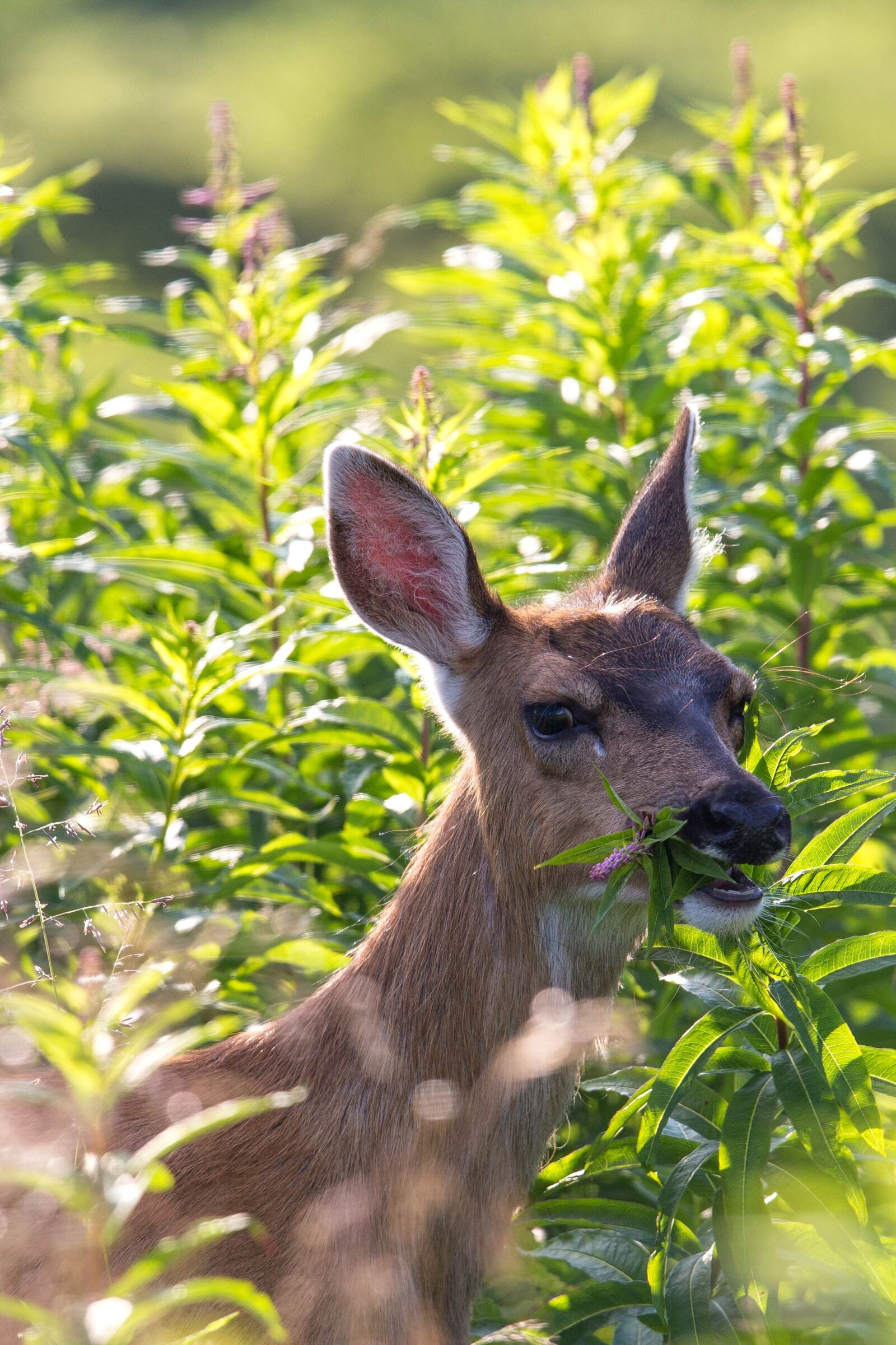 Canon EOS 6D sample photo. Head, sitka, black, tailed photography