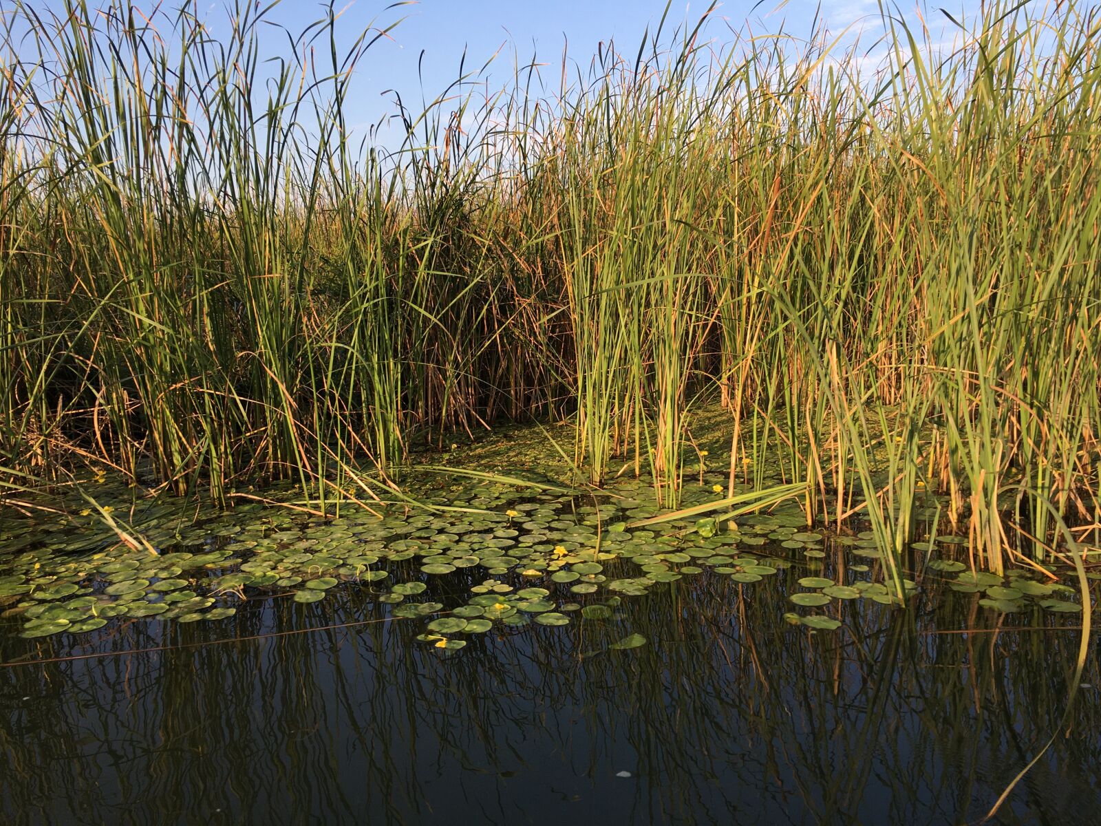 iPhone 6s back camera 4.15mm f/2.2 sample photo. Reed, lake, water photography