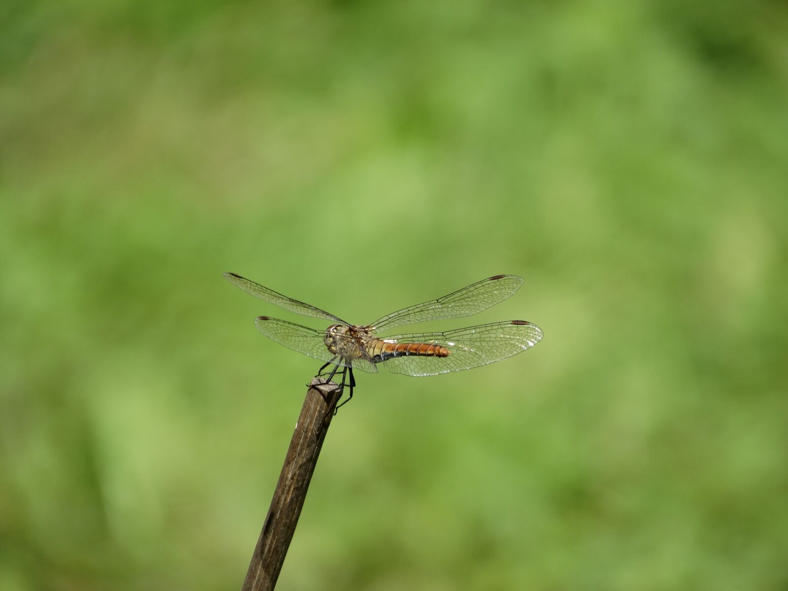 Sony Cyber-shot DSC-HX300 sample photo. Dragonfly, stick, flight photography