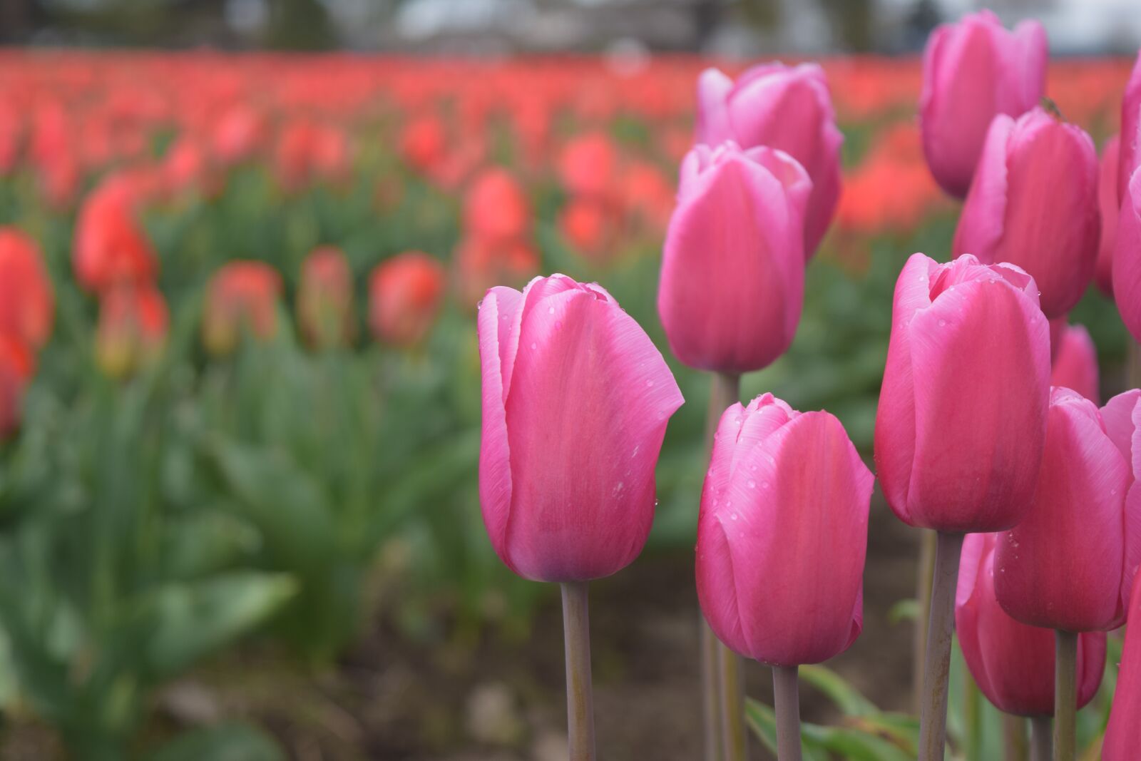 Nikon D3300 sample photo. Pink tulips, red petals photography