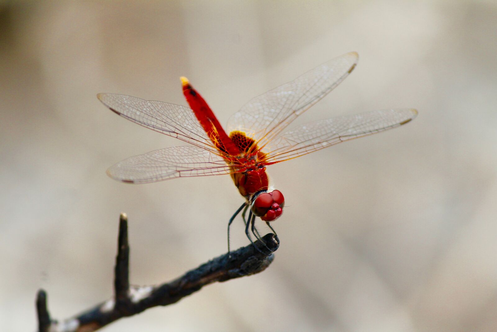 Canon EF-S 55-250mm F4-5.6 IS II sample photo. Close-up, dragonfly, insect photography