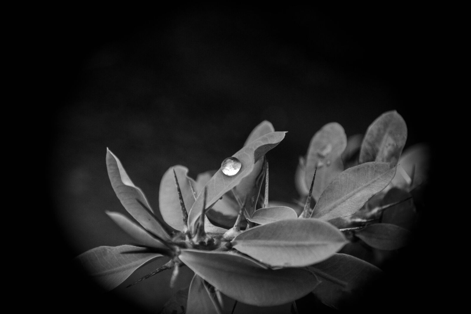 Nikon D3100 sample photo. Water drop, black and photography