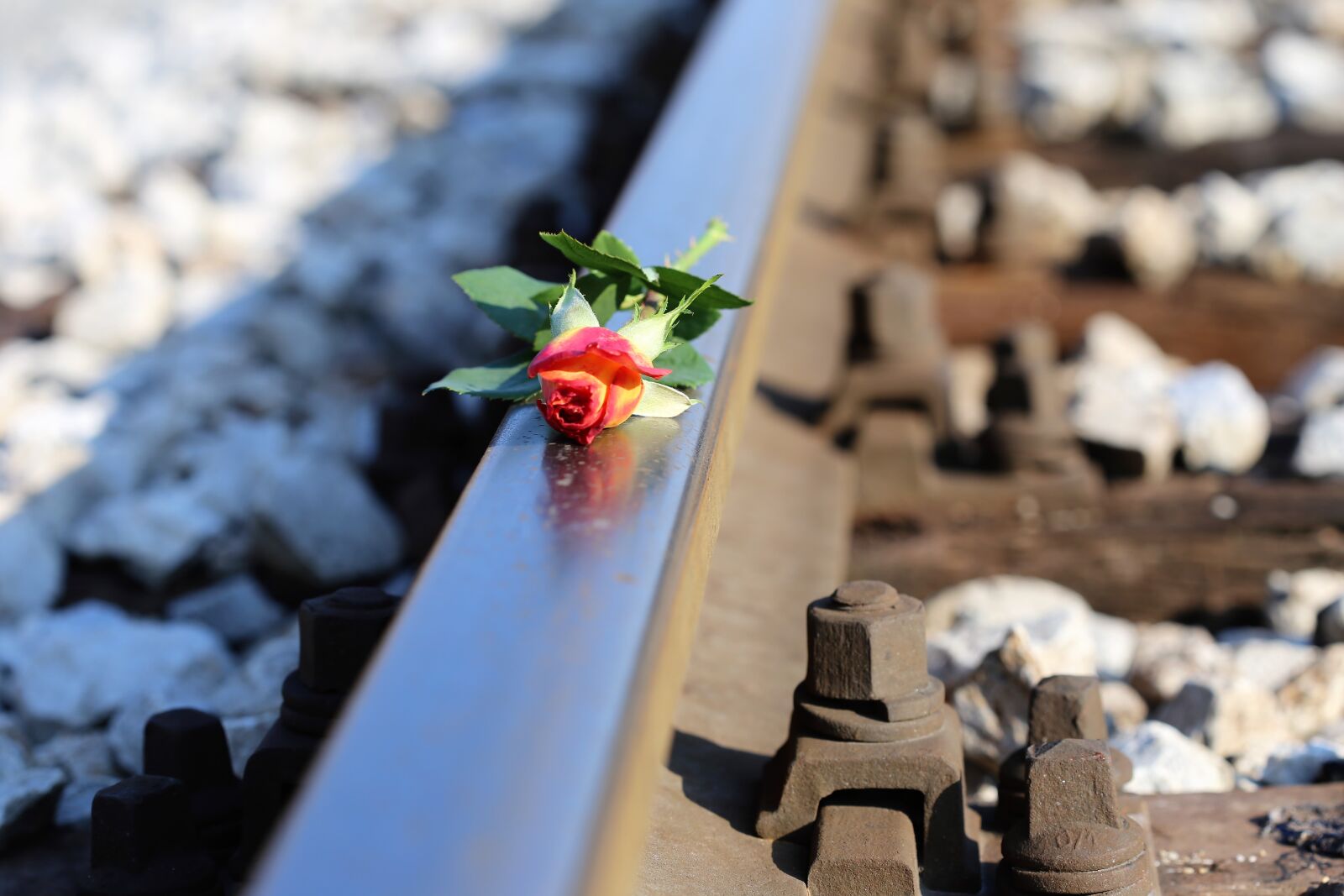 Canon EOS 6D + Canon EF 100mm F2.8 Macro USM sample photo. Stop youth suicide, yellow photography
