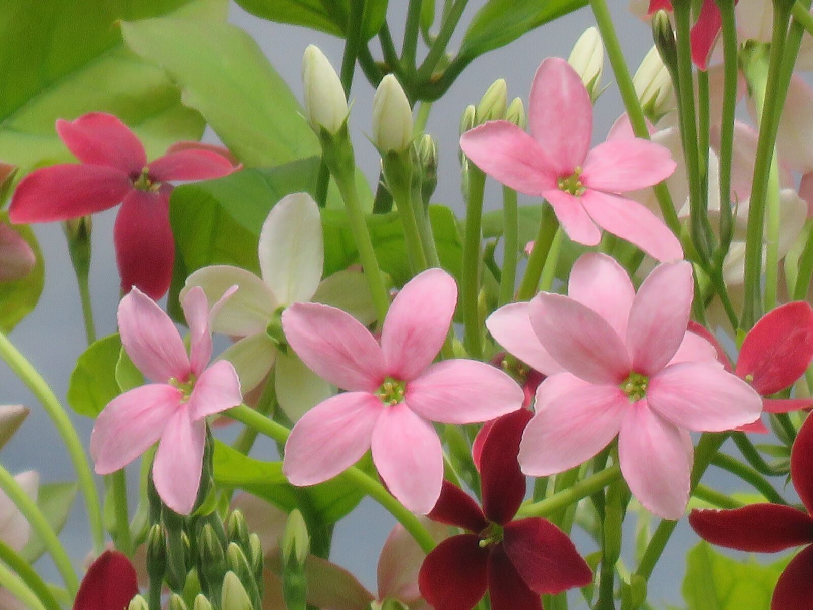 Canon PowerShot SX60 HS sample photo. Flowers, star flowers, pink photography