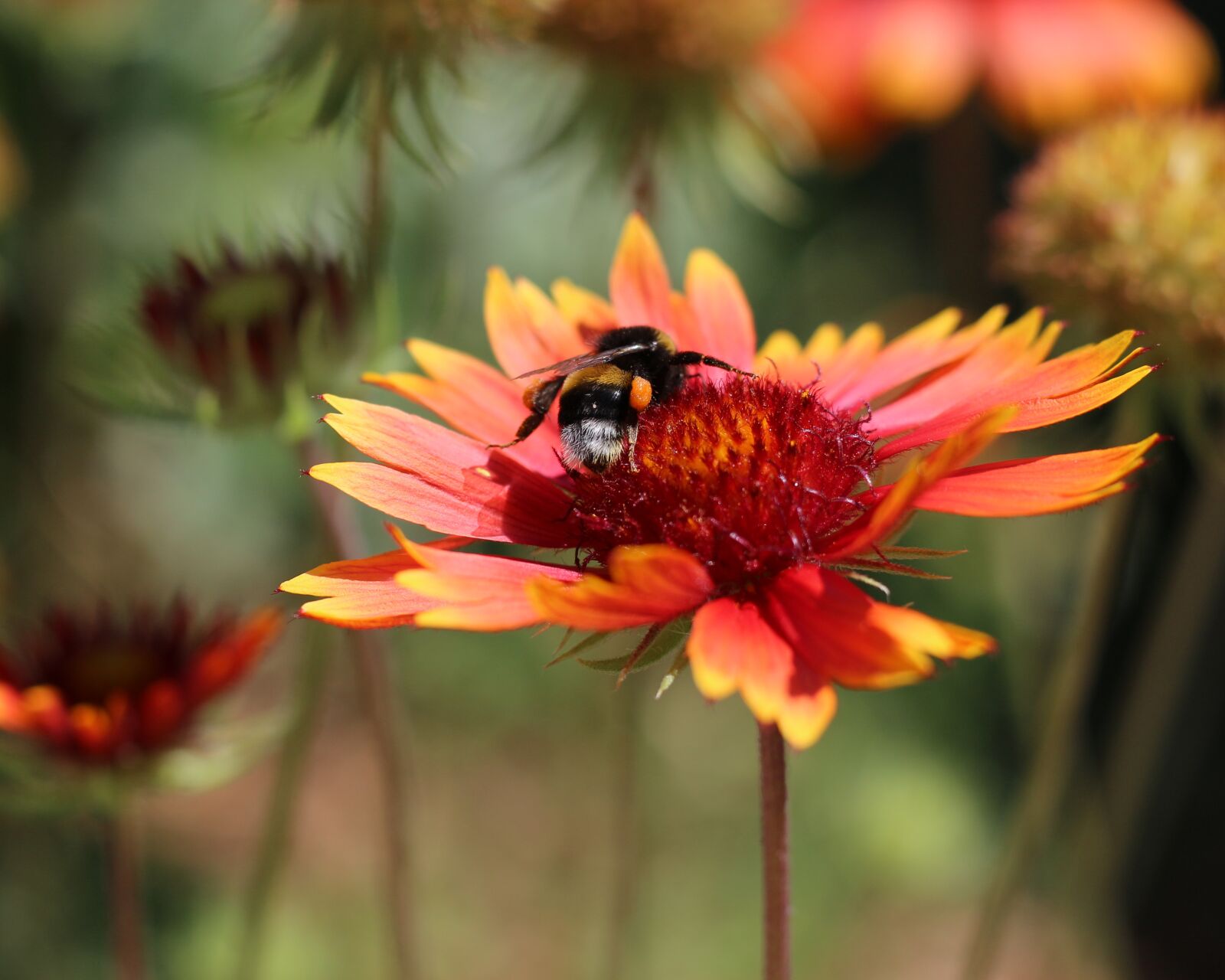 Canon EOS 700D (EOS Rebel T5i / EOS Kiss X7i) + Canon EF 50mm F1.8 STM sample photo. Blanket flowers, garden, nature photography
