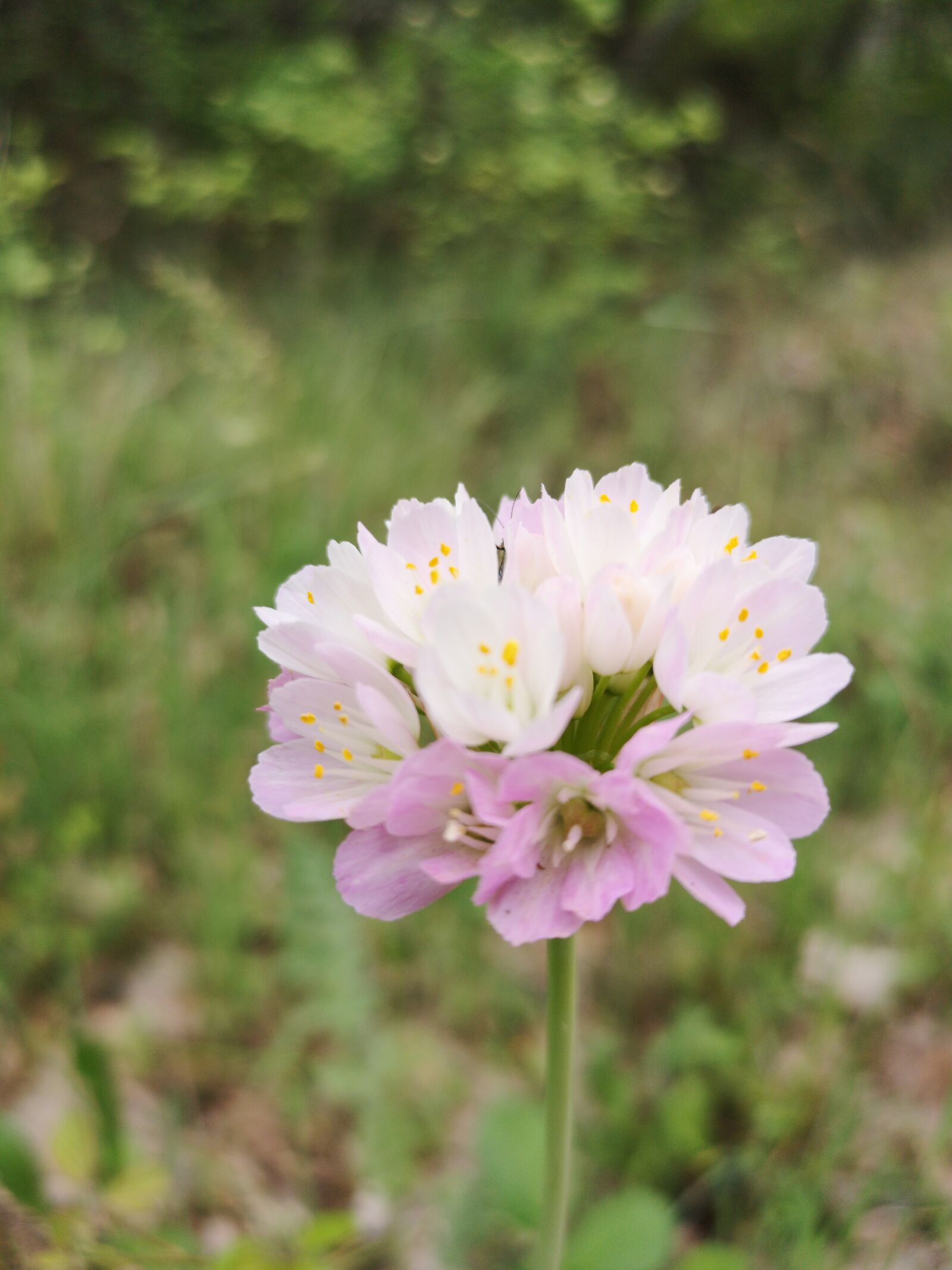 HUAWEI CLT-L29 sample photo. Flower, pink, delicate photography