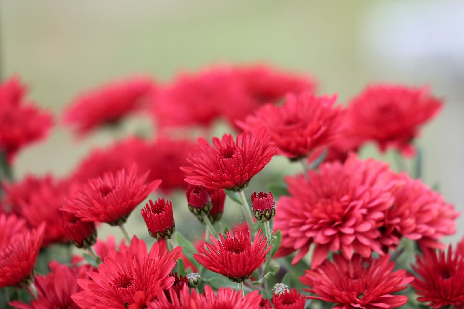 Canon EF 70-300 F4-5.6 IS II USM sample photo. Red chrysanthemum, plant, flower photography