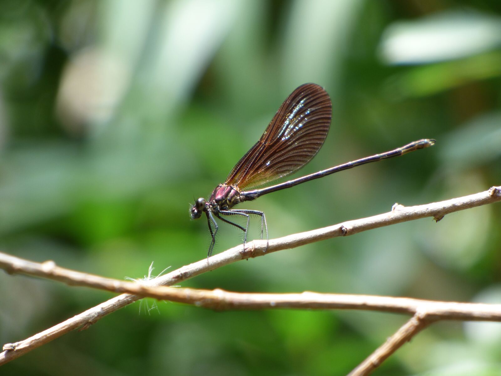 Panasonic Lumix DMC-FZ70 sample photo. Dragonfly, damselfly, calopteryx virgo photography