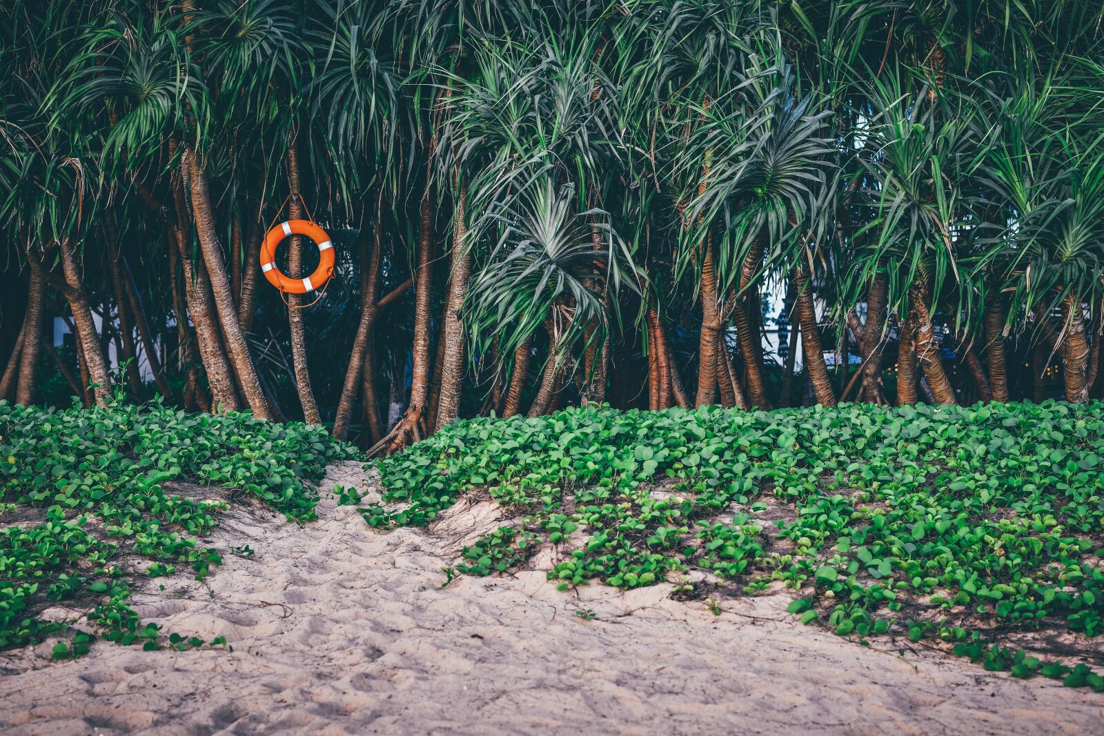 Nikon D850 sample photo. Beach, sand, sea photography