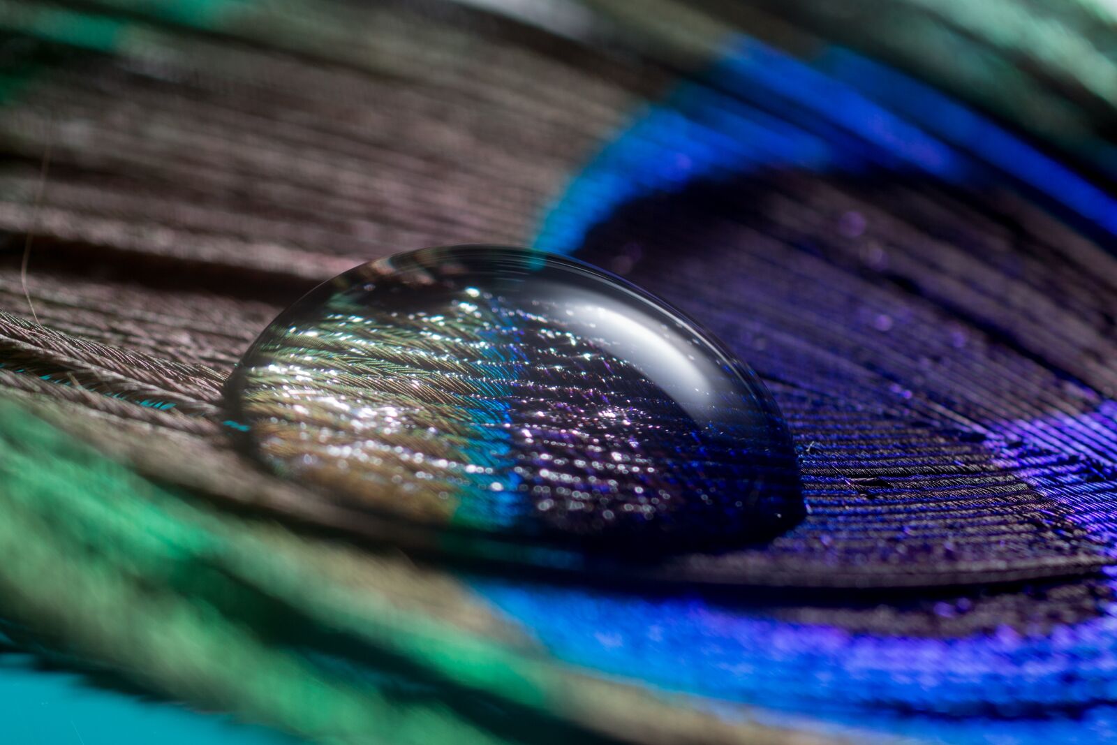 Canon EOS 70D + Canon EF 50mm F2.5 Macro sample photo. Peacock feather, feather, drip photography