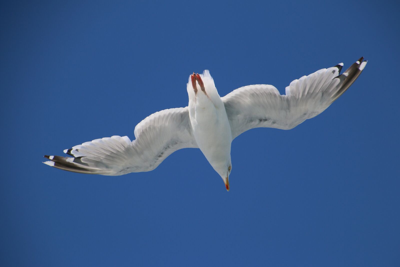 Canon EOS 70D + Tamron 16-300mm F3.5-6.3 Di II VC PZD Macro sample photo. Gull, flying, sea photography