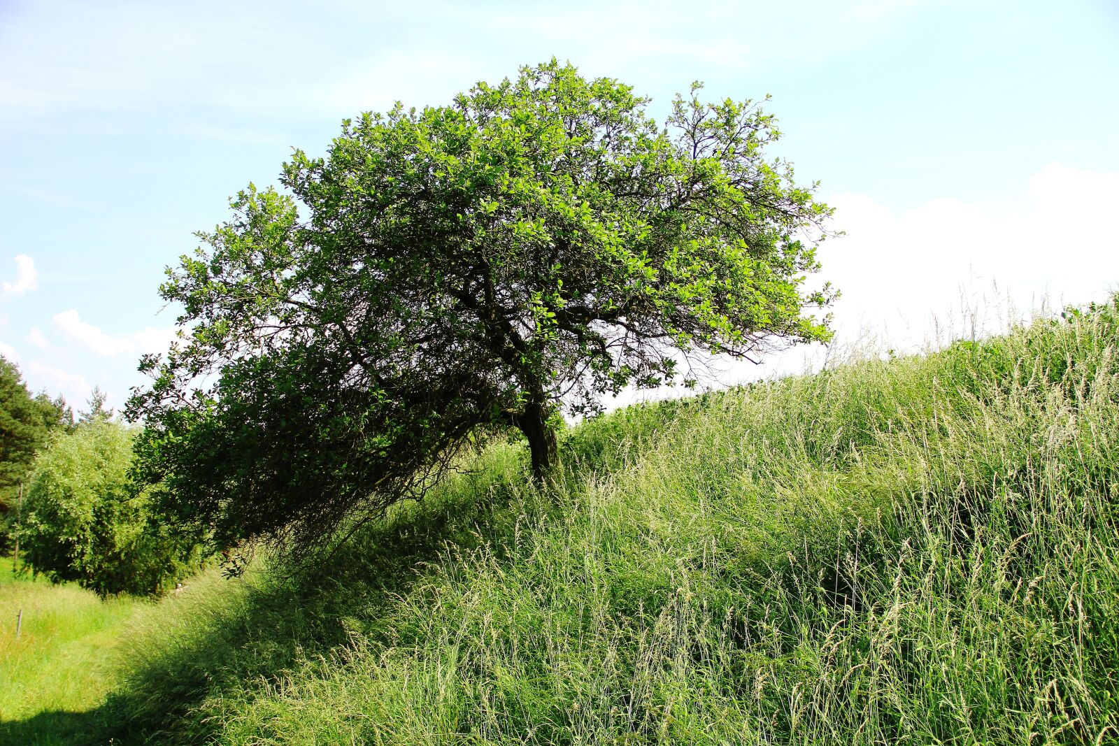 Canon EOS 550D (EOS Rebel T2i / EOS Kiss X4) sample photo. Grove of trees, landscape photography