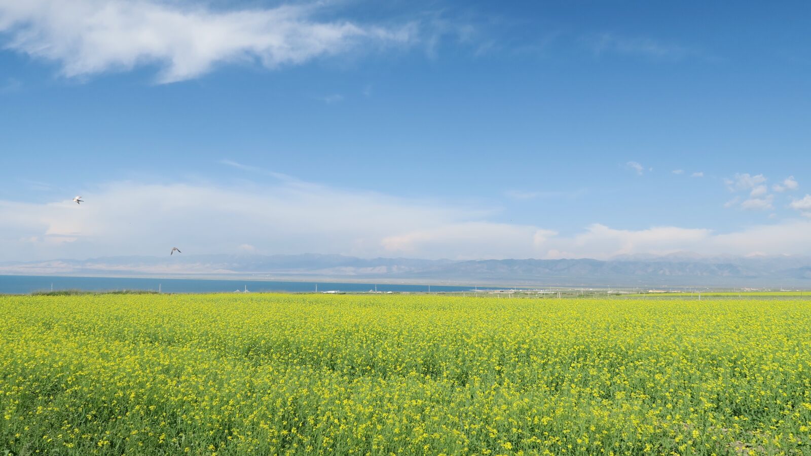 Canon PowerShot G7 X sample photo. Qinghai lake, rape, sky photography