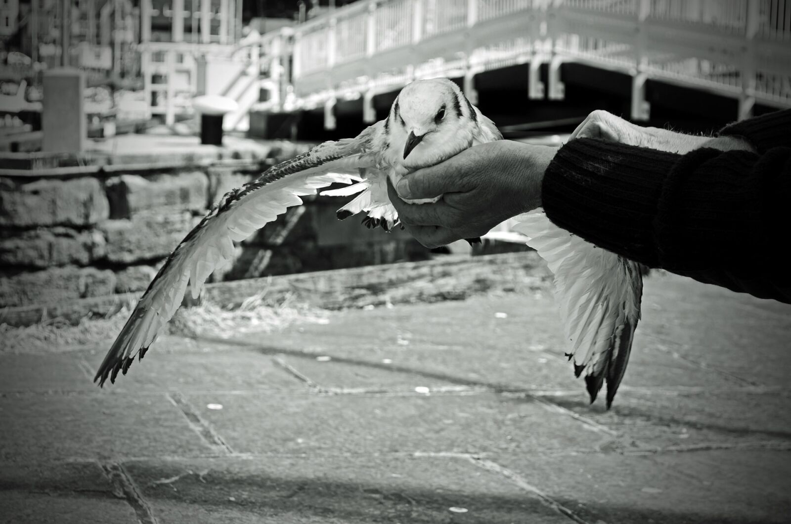 Nikon D5100 sample photo. Animal, background, beach, beak photography