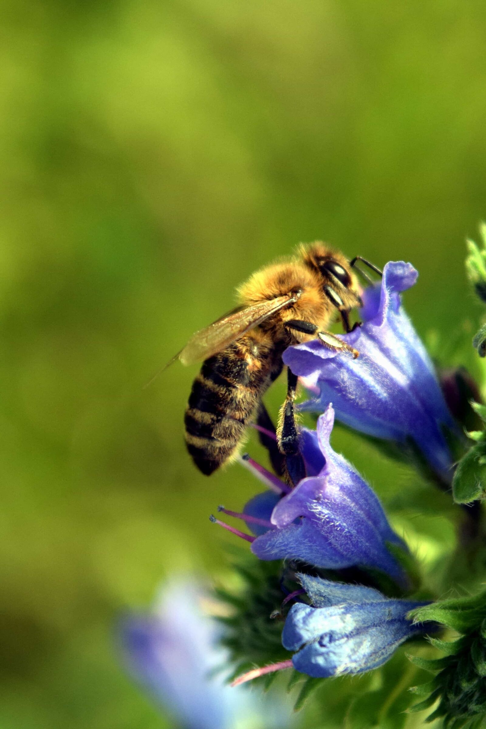 Nikon D3300 sample photo. Flower, pollination, pollen, bee photography