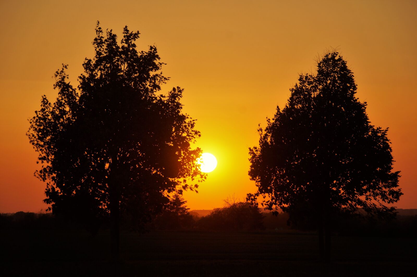Sony SLT-A58 sample photo. Sunset, trees, silhouette photography