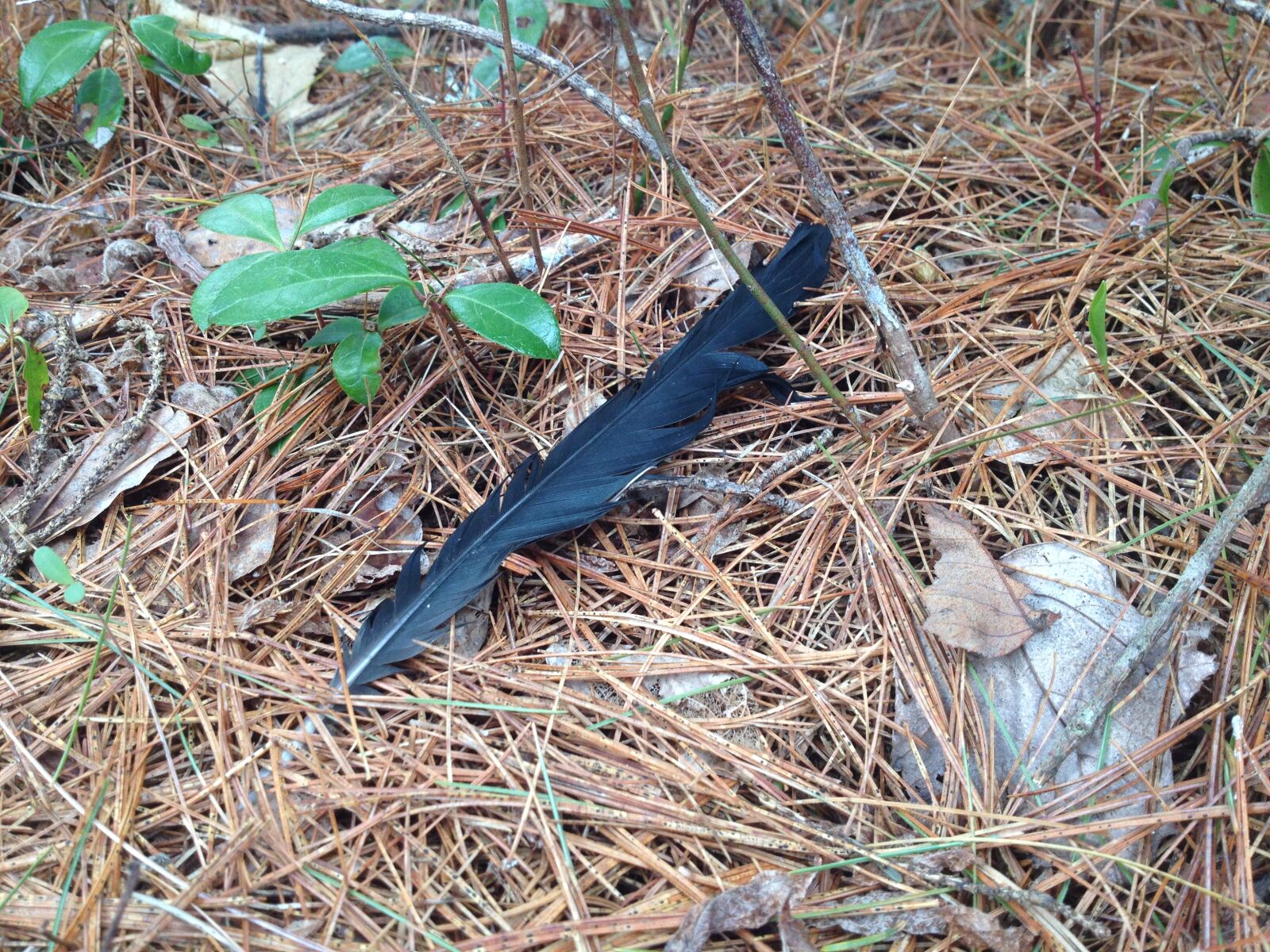 iPhone 4S back camera 4.28mm f/2.4 sample photo. Feather, forest, nature, pine photography