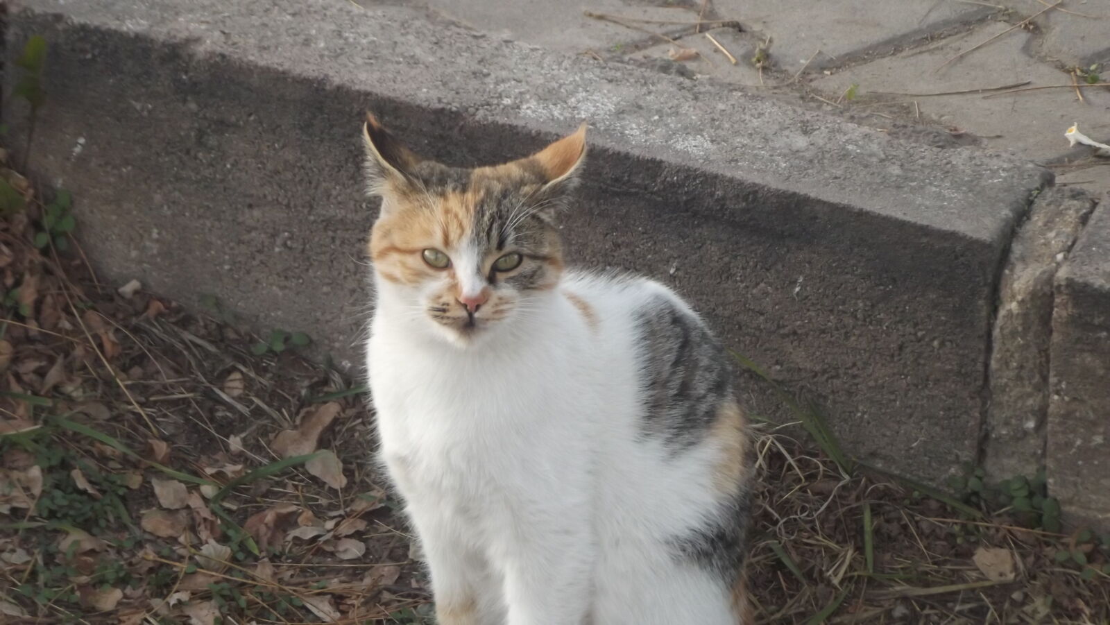 Fujifilm FinePix S2980 sample photo