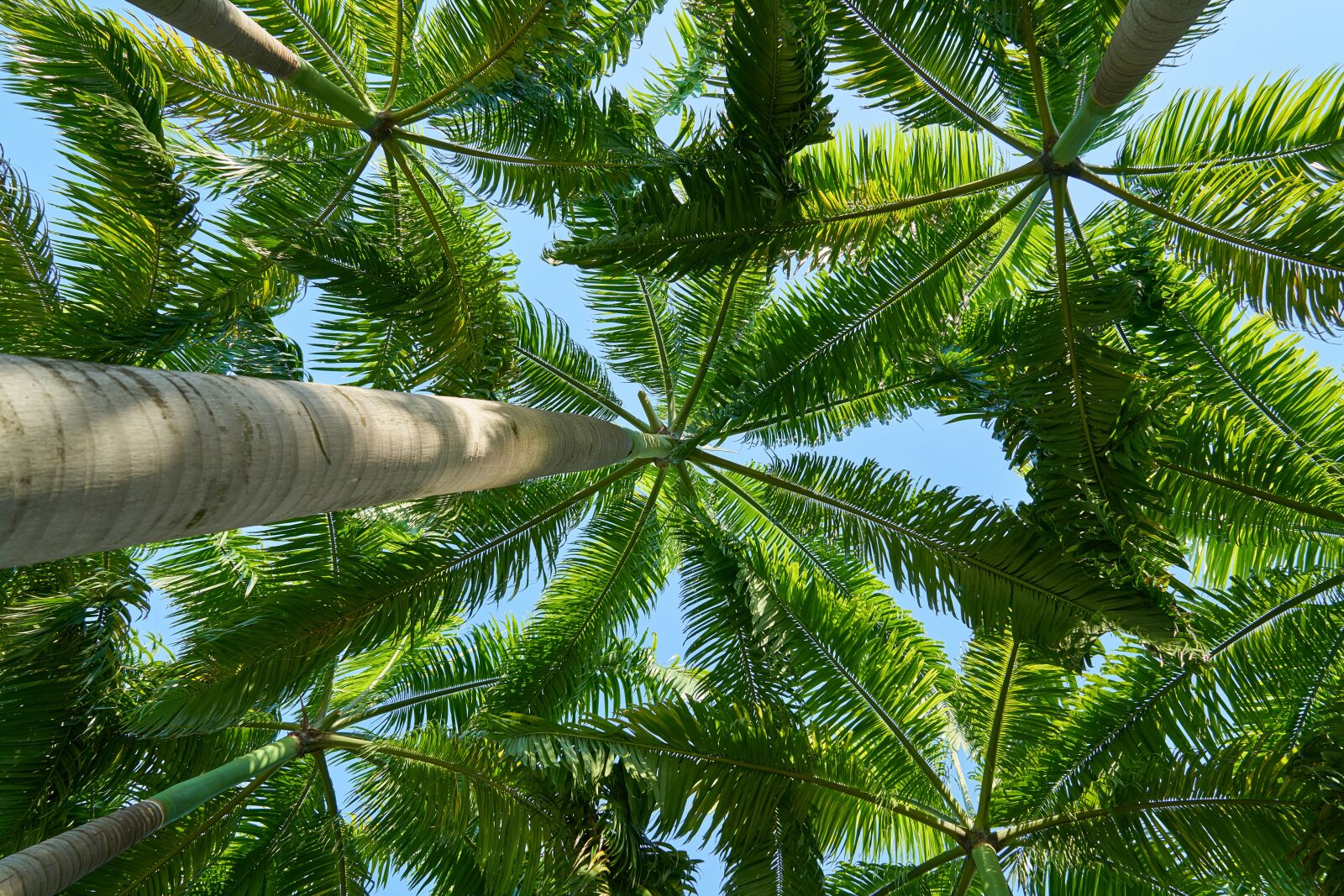 Sony a7R II sample photo. Tree, green, wood tissue photography