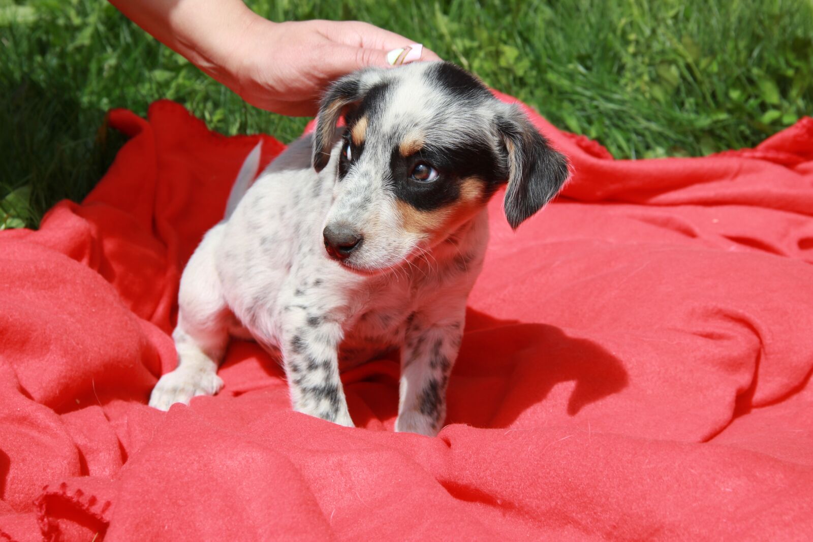 Canon EOS 600D (Rebel EOS T3i / EOS Kiss X5) sample photo. Dog, puppy, sky photography