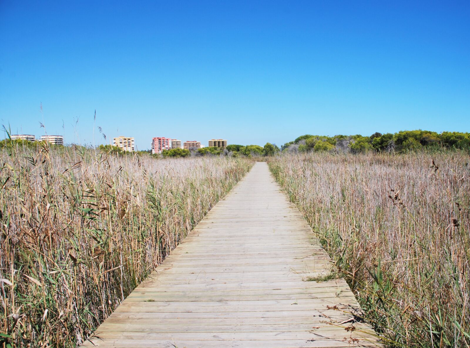 Nikon D60 sample photo. Road, vanishing point, wood photography