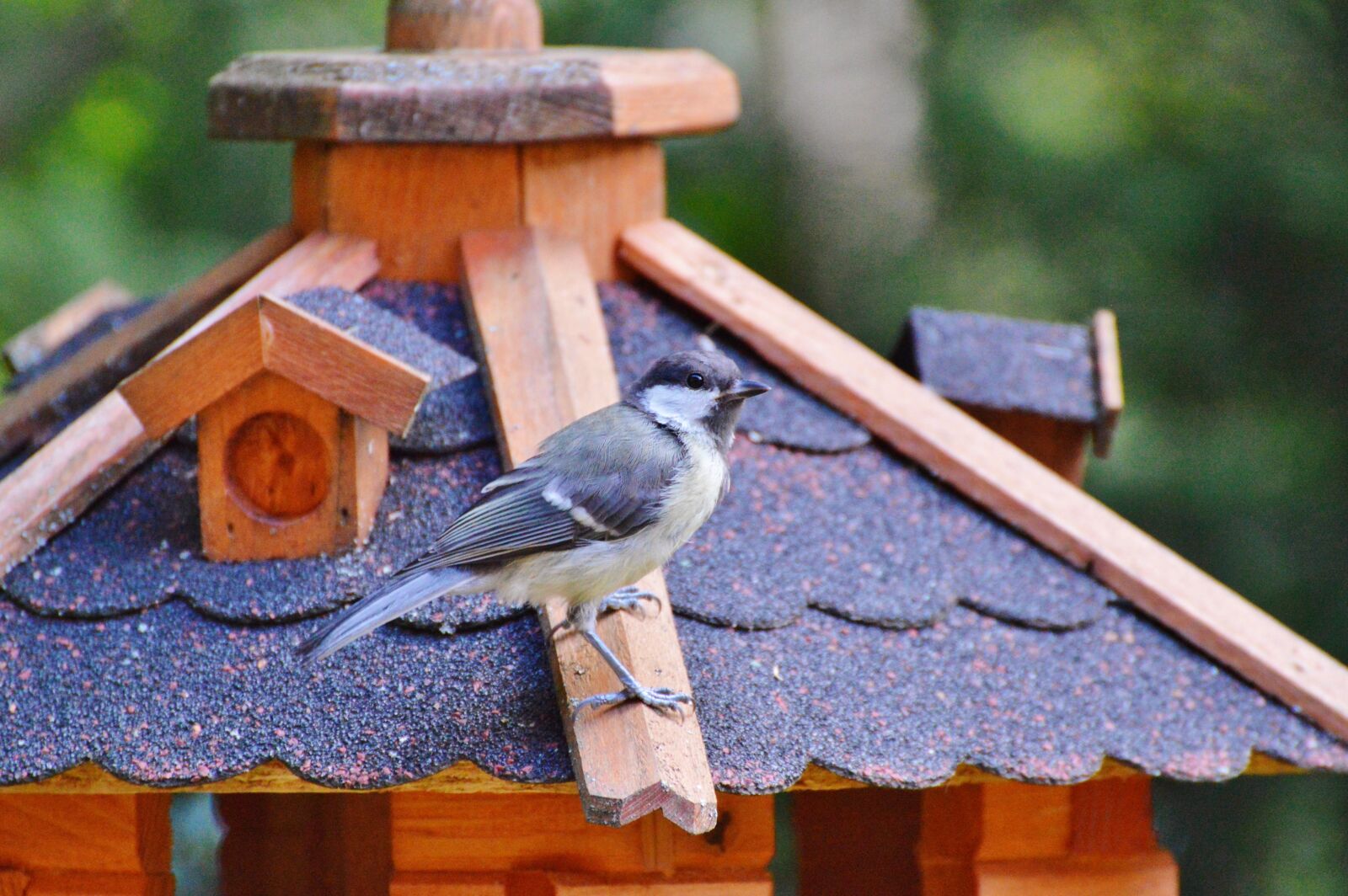 Nikon D3200 sample photo. Tit, bird, foraging photography
