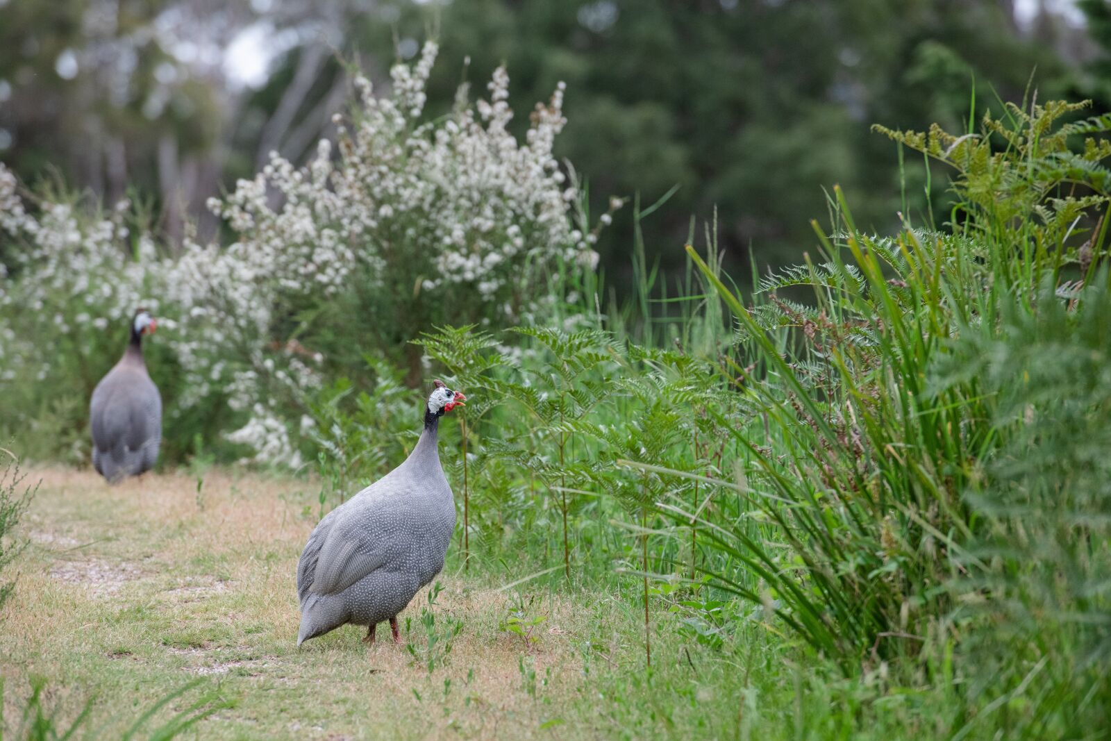 Nikon D850 sample photo. Guineafowl, pentades, pearl hen photography